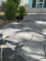 Catel teckel zona Iasi 