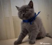Pui Scottish Fold/Scottish Straight 