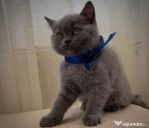 Pui Scottish Fold/Scottish Straight