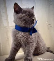 Pui Scottish Fold/Scottish Straight 