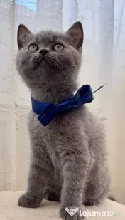 Pui Scottish Fold/Scottish Straight 