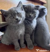 Pui Scottish Fold/Scottish Straight 