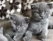 Pui Scottish Fold/Scottish Straight 