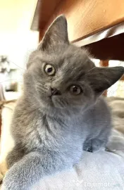 Pui Scottish Fold/Scottish Straight 