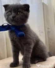 Pui Scottish Fold/Scottish Straight 