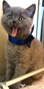 Pui Scottish Fold/Scottish Straight 