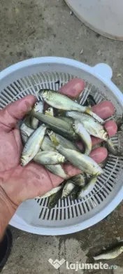 puiet de peste pt populare iaz lac helesteu balta