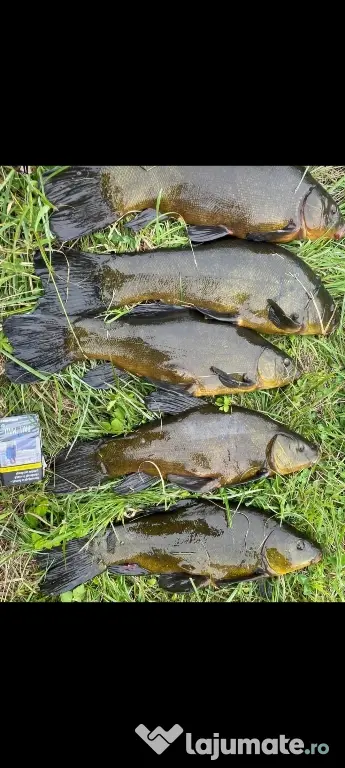 puiet de peste pt populare iaz lac helesteu balta