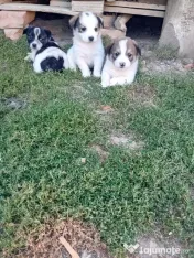 Donez 3 cățeluși