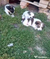 Donez 3 cățeluși