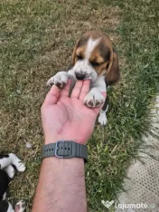 Beagle tricolor 