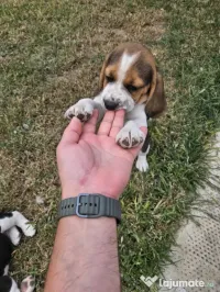 Beagle tricolor 