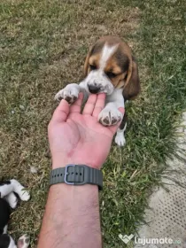 Beagle tricolor