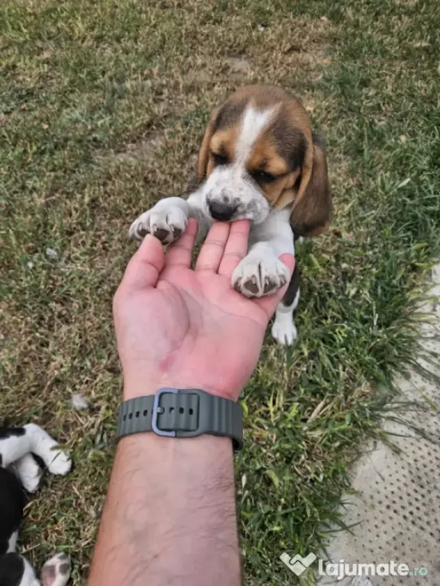 Beagle tricolor