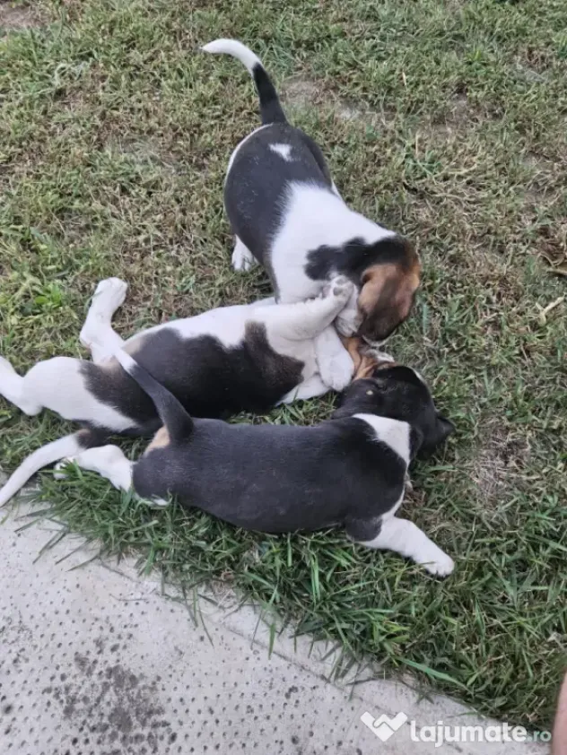 Beagle tricolor