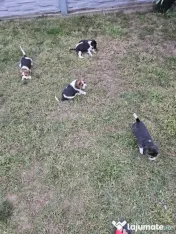 Beagle tricolor 