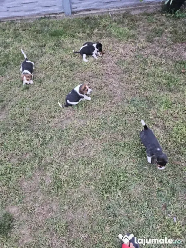 Beagle tricolor