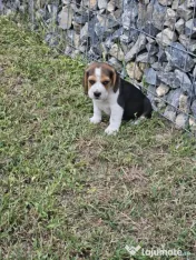 Beagle tricolor 