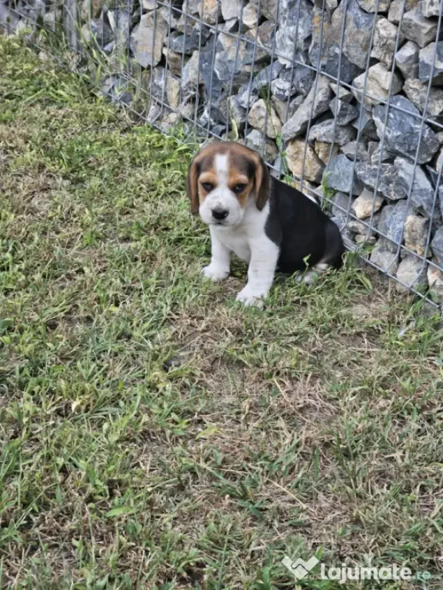 Beagle tricolor
