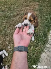Beagle tricolor 