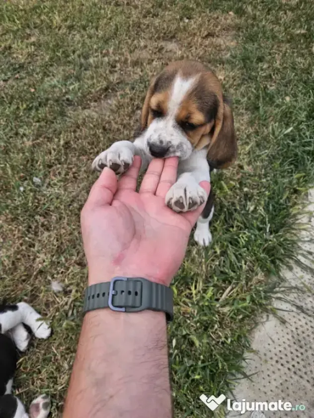 Beagle tricolor