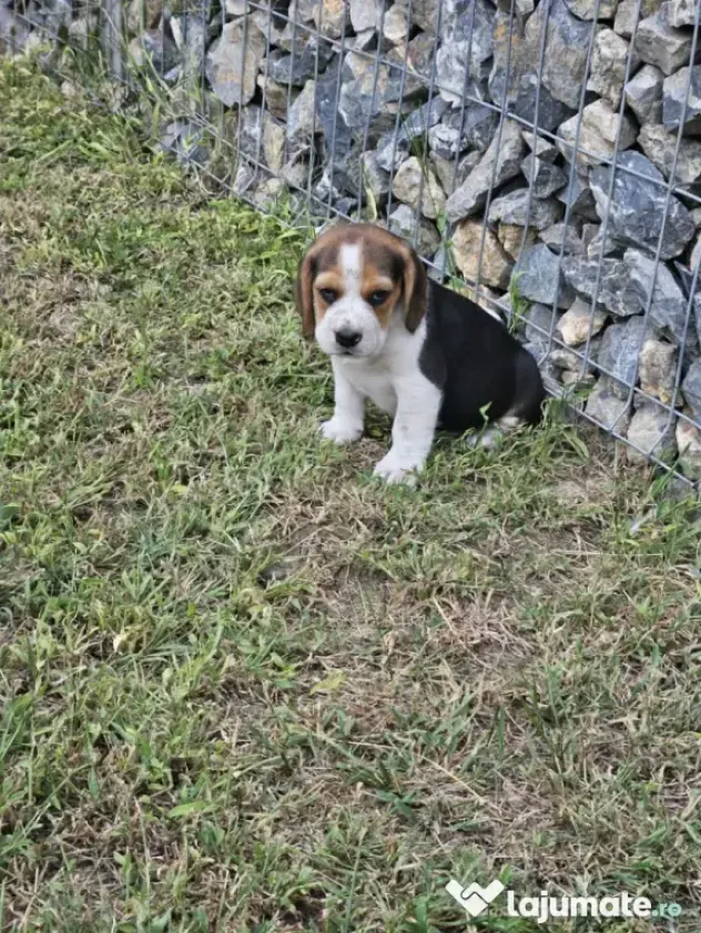 Beagle tricolor