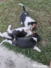 Beagle tricolor 
