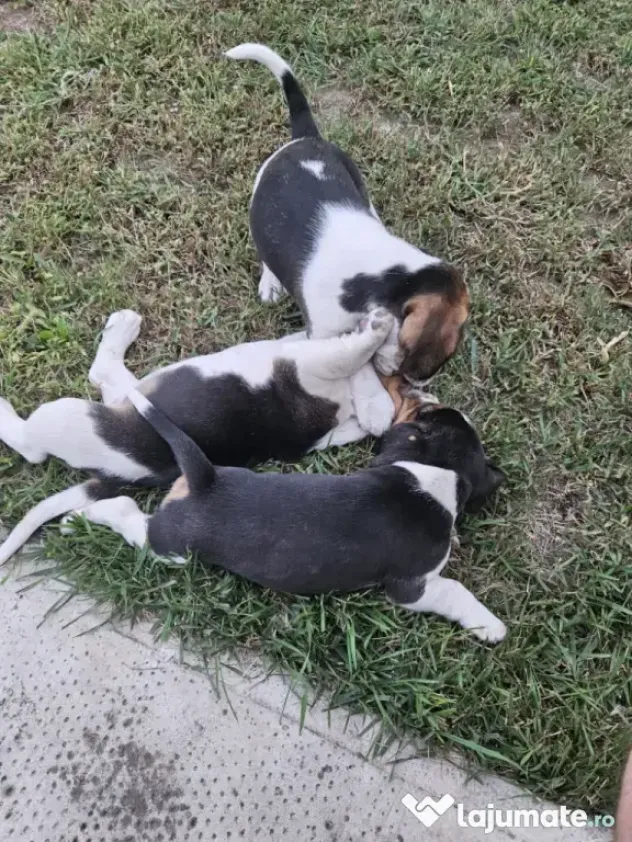 Beagle tricolor