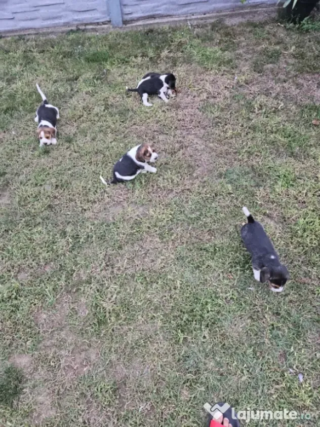 Beagle tricolor