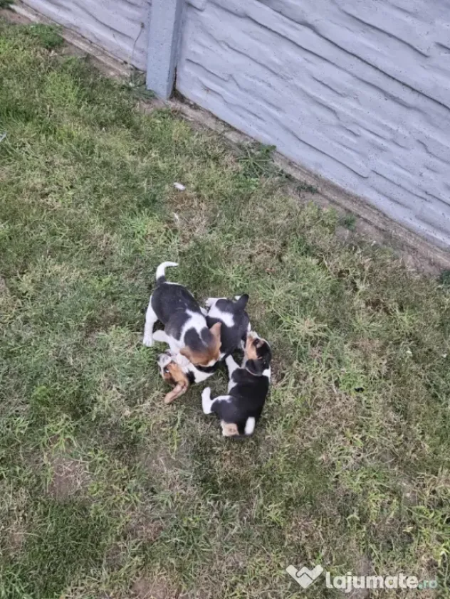 Beagle tricolor