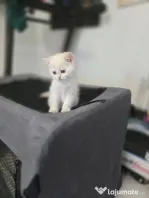 British shorthair white