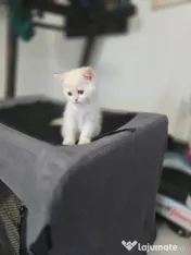 British shorthair white 