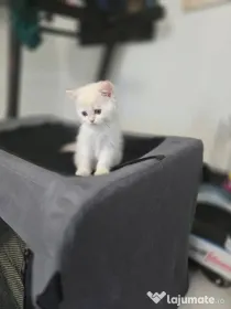 British shorthair white