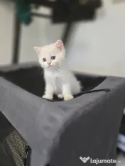 British shorthair white 