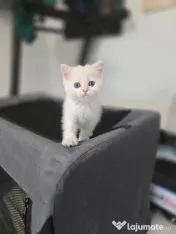 British shorthair white 