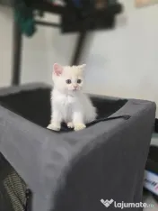 British shorthair white 