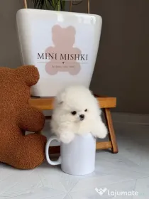 Mini Pomeranian