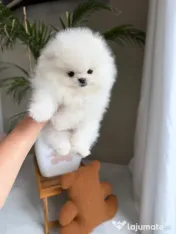 Mini Pomeranian adoptie 