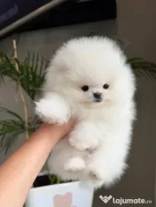 Mini Pomeranian adoptie 