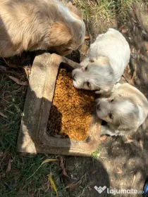 Vând Bichon Maltez