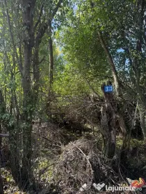Vând teren intravilan 300mp com Iepuresti, jud Giurgiu