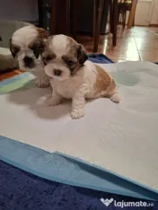 Catei Shih Tzu in varsta de 4 saptamani 