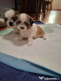 Catei Shih Tzu in varsta de 4 saptamani