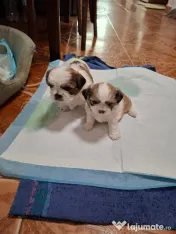 Catei Shih Tzu in varsta de 4 saptamani 
