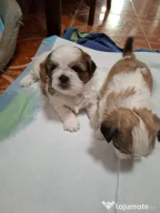 Catei Shih Tzu in varsta de 4 saptamani 