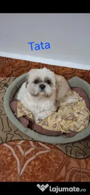 Catei Shih Tzu in varsta de 4 saptamani 