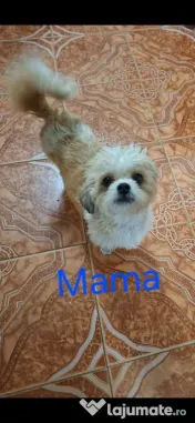 Catei Shih Tzu in varsta de 4 saptamani 