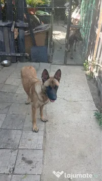 Ciobanesc belgian Malinois 