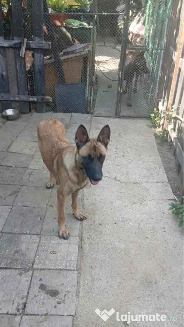 Ciobanesc belgian Malinois