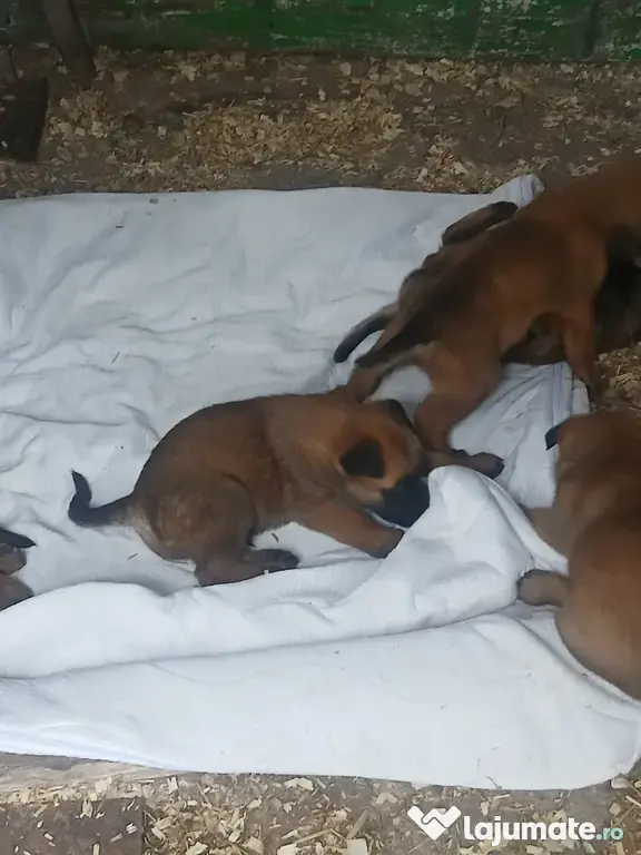 Ciobanesc belgian Malinois